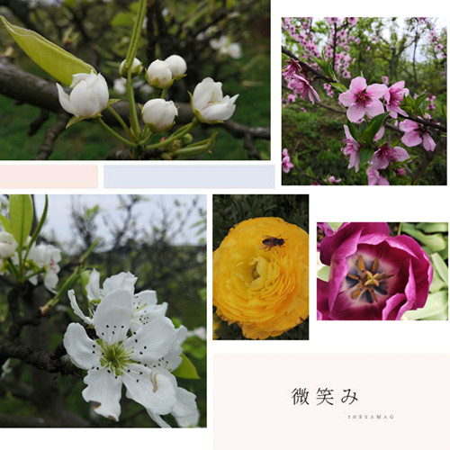 熊谷公司2019春游花舞人間梨花溪